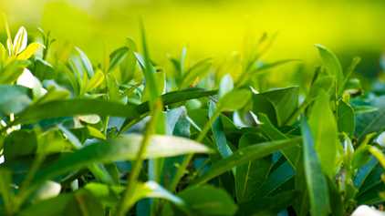 Organomineral Gübre